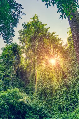 Güneş ışığı ile tropikal Orman ağacı üzerinden