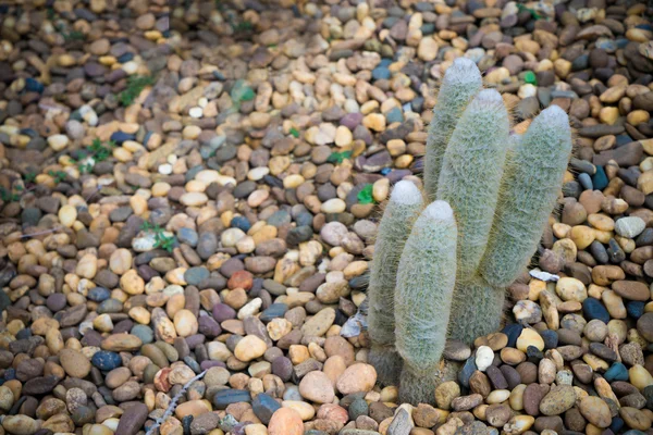 Pequeno cacto no jardim de rocha com espaço de cópia — Fotografia de Stock