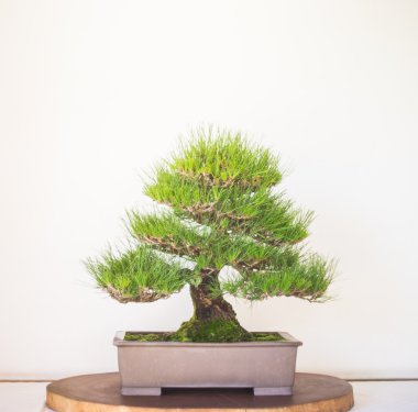 Bonzai ağaç beyaz arka plan üzerinde