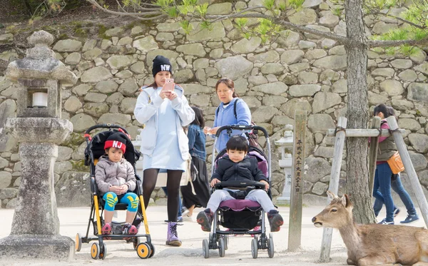 Los turistas están tomando fotos del ciervo de Miyajima . —  Fotos de Stock