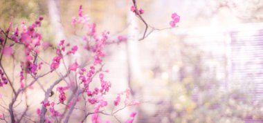 Japon eriği yumuşak odak parlak arka plan