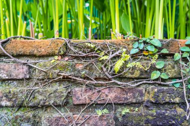 Yosun ve sarmaşık bitki tarafından kaplı tuğla duvar
