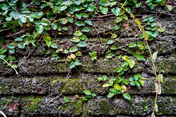 Muro di mattoni ricoperto da muschio e edera — Foto Stock