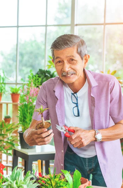 Senior retired asian male is trimming little plant in his home grasshouse indoor garden for happy elder lifestyle concept.