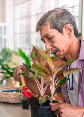 Asya 'lı son sınıf öğrencisi erkek, mutlu bir emeklilik için saksıya ağaç kaplıyor..