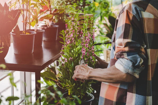 Houseplant Shopkeerper Está Cortando Plantas Vaso Sua Loja Oficina Houseplant — Fotografia de Stock