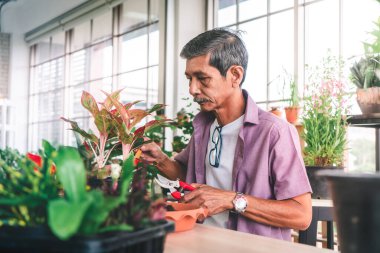 Asyalı emekliler evde hobi olarak ağaç ve saksı dikiyorlar..