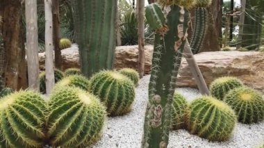 Kaktüs bahçesinde bir sürü kaktüs türü var..