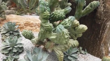Kaktüs bahçesinde bir sürü kaktüs türü var..