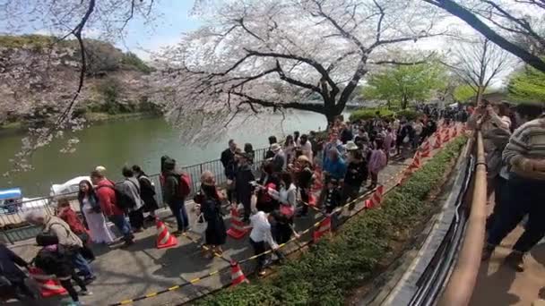 Tokiu Japonsko Březen 2019 Místní Turisté Prohlížejí Nádherné Třešňový Květ — Stock video