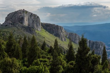 Dağ tepe üzerinde yeşil çam ormanı