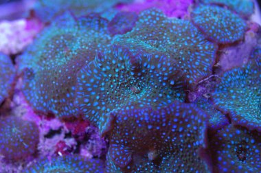 Neon Yeşil Leke Mantarı - Aktinodisk spp.