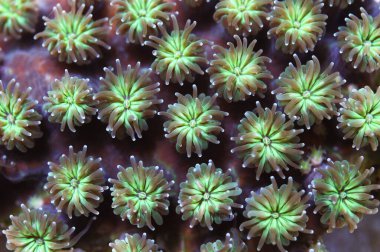 Büyük Corallite Yeşil Galaksi Mercanı, Galaksi fasikülarisi