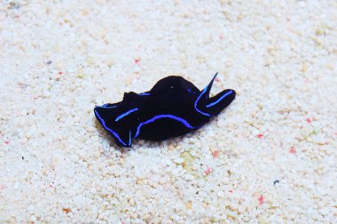 Mavi Kadife Sümüklüböcek, Chelidonura Varianları