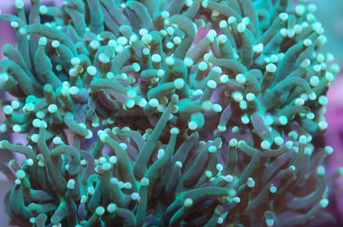 Metalik Yeşil Meşale Mercanı - Euphyllia Glabrescens