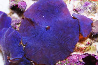 Mavi Mantar Kayası, Actinodiscus spp