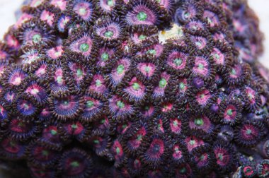 Yeşil Gözlü Karpuz Zoanthids, Zoanthus spp