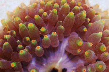 Yeşil ve Turuncu uçlu Kabarcık Anemone, Entacmaea dört renkli