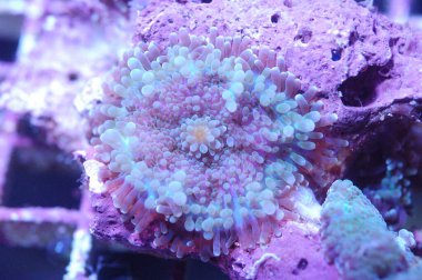 Ricordea Yuma-Gökkuşağı - Ricordea yuma