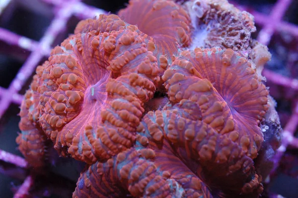 Blastomussa-Tricolor - Blastomussa wellsi