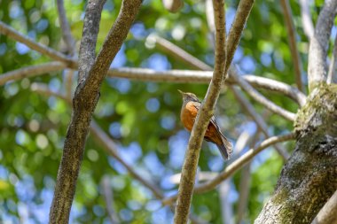 Kızılca karınlı ardıç