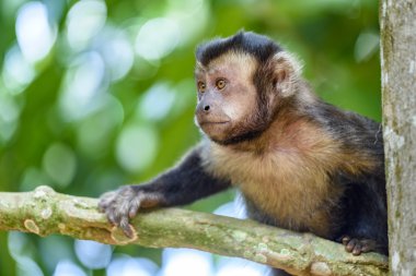 siyah capuchin maymunu