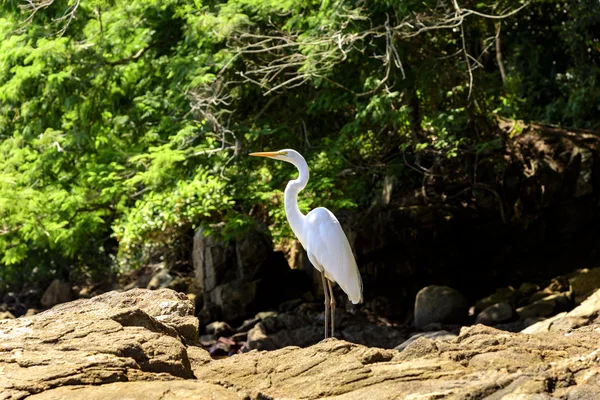 Egret descansando sobre piedras de playa — Foto de Stock