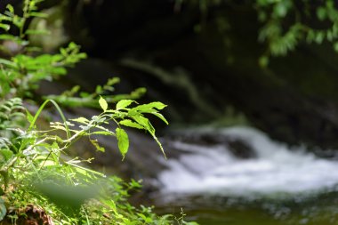 Yağmur ormanları arasında nehir 