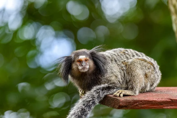 Marmoset con copetudo negro —  Fotos de Stock