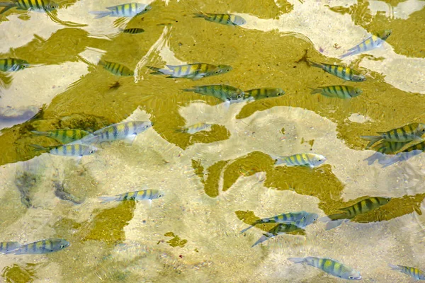 位于巴西里约热内卢州南部海岸的特林达德热带海滩 一群小鱼在清澈的海水中游泳 — 图库照片