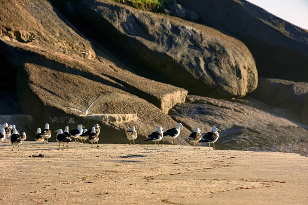 Чайки Отдыхают Песке Пляже Дьявола Ипанеме Рио Жанейро — стоковое фото