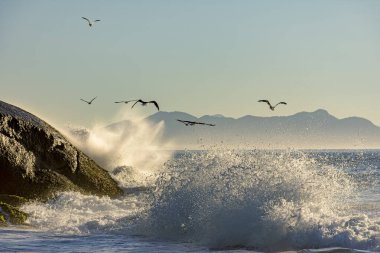 Şafakta denizin üzerinde uçan martı ve Rio de Janeiro 'daki Ipanema kayalıkları