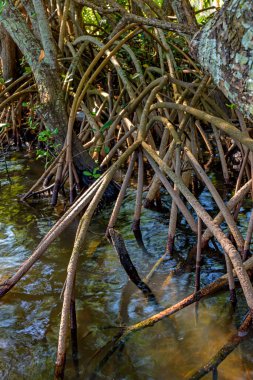 Brezilya 'nın tropikal ekosistemindeki yaygın mangrovların tipik kökleri ve su bitkileri