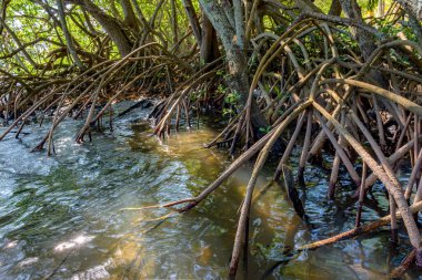 Brezilya 'nın tropikal ekosistemindeki yaygın mangrovların tipik kökleri ve su bitkileri