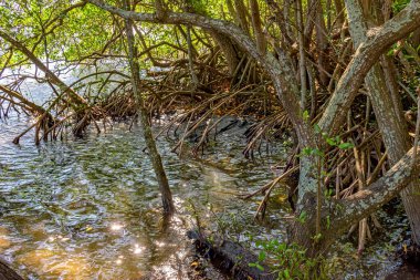Brezilya 'nın tropikal ekosistemindeki yaygın mangrovların tipik kökleri ve su bitkileri