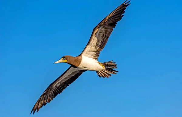 Tropical Seabird Flying Open Wings Blue Sky — Stock Photo, Image