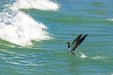 Tropikal deniz kuşu daldıktan sonra dalgaların önünde sudan çıkıyor. 