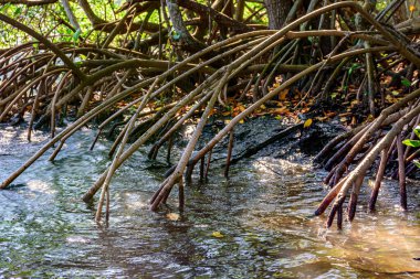 Tropikal mangrov ormanlarındaki yoğun bitki örtüsü kökleri ile Brezilya 'nın nehirleri ve gölleriyle deniz suyuna kavuşuyor.