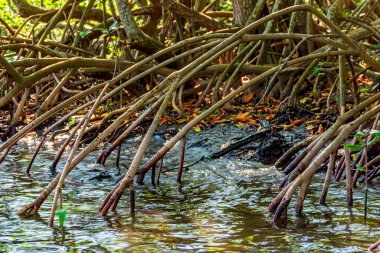 Tropikal mangrov ormanlarındaki yoğun bitki örtüsü kökleri ile Brezilya 'nın nehirleri ve gölleriyle deniz suyuna kavuşuyor.