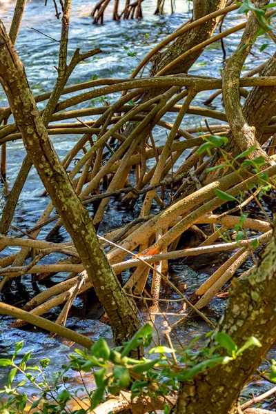 Плотная Растительность Тропических Мангровых Лесах Корнями Встречающих Морскую Воду Реками — стоковое фото