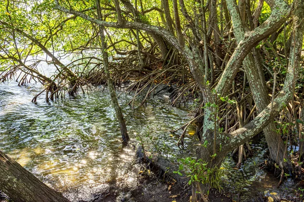 Vegetação Densa Floresta Tropical Manguezais Com Suas Raízes Encontrando Água — Fotografia de Stock
