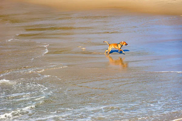 Dogs Running Playing Beach Water Morning Ipanema Rio Janeiro Brazil — ストック写真