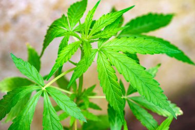 Yumuşak, yeşil marihuana yapraklarının ayrıntıları.