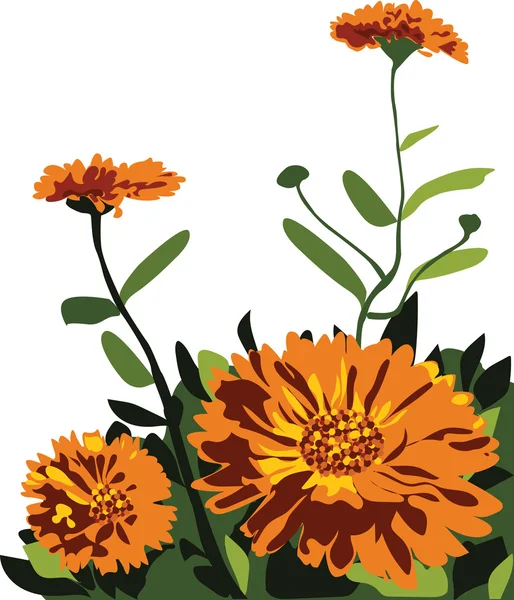 Marigold flowers vector illustration — Stock Vector