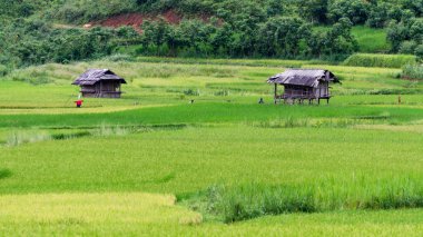 Teraslı pirinç alanında pirinç sezonu, Vietnam