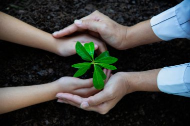 Doğa arka planında sabah ışığında yeşil bir bitkiyi tutan eller. Dünya Günü konsepti