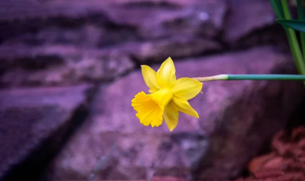 Increíble Campo Flores Narcisos Amarillos Luz Del Sol Mañana Imagen — Foto de Stock