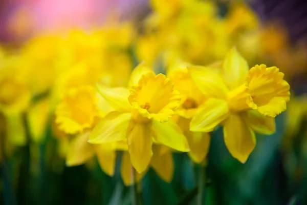 Increíble Campo Flores Narcisos Amarillos Luz Del Sol Mañana Imagen — Foto de Stock