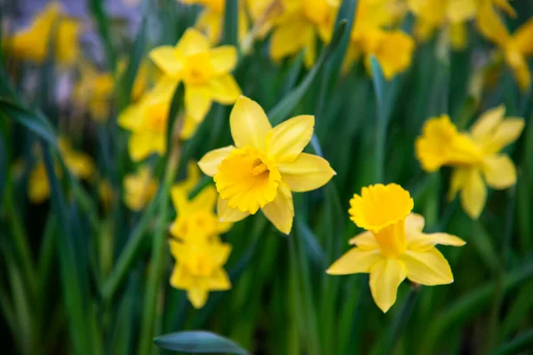 Increíble Campo Flores Narcisos Amarillos Luz Del Sol Mañana Imagen — Foto de Stock