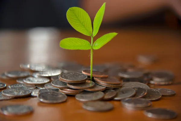 Ahorro Concepto Dinero Para Negocios Finanzas Inversiones Planta Está Creciendo —  Fotos de Stock